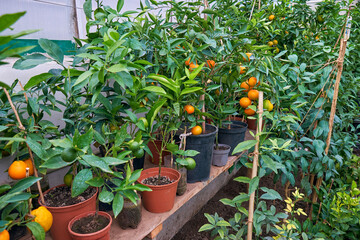 citrus trees tangerines in home greenhouse - 546629472