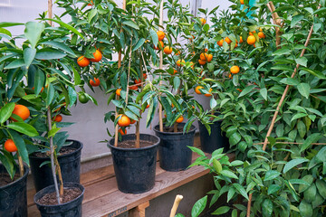 citrus trees tangerines in home greenhouse - 546629473