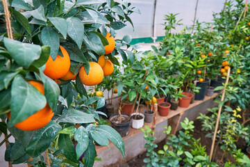 citrus trees tangerines in home greenhouse - 546629617