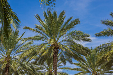 Obraz na płótnie Canvas Beautiful view of palm trees on blue sky with white clouds background. Aruba. 
