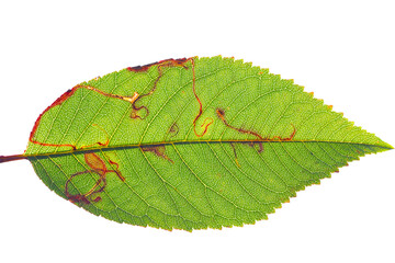Apple leafminer, Clerk's snowy bentwing (Lyonetia clerkella), larva in a mine in a cherry leaf, Prunus avium.