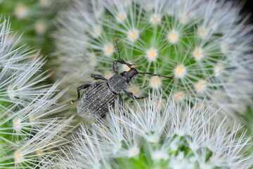 Beetle of Otiorhynchus, sometimes Otiorrhynchus on a cactus. Many of them e.i. black vine weevil (O. sulcatus) or strawberry root weevil (O. ovatus) are important pests.