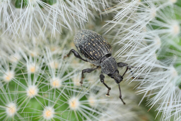 Beetle of Otiorhynchus, sometimes Otiorrhynchus on a cactus. Many of them e.i. black vine weevil (O. sulcatus) or strawberry root weevil (O. ovatus) are important pests.