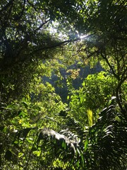 Fototapeta premium sun shining through the trees