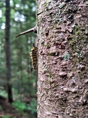 Fuzzy caterpillar crawling up a tree