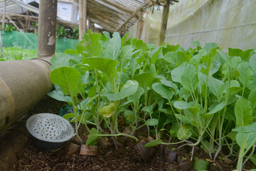 High quality mustard seeds in the fields for daily nutritional needs