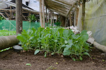 High quality mustard seeds in the fields for daily nutritional needs