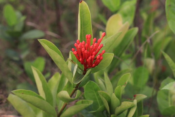 Chinese Ixora
