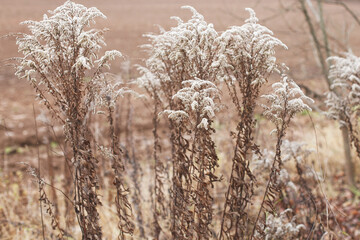 Dry soft flowers in the field on beige background.