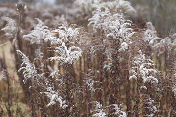 Fototapeta premium Dry soft flowers in the field on beige background.
