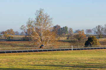 A horse on a training track in the morning by a sycamore tree and farmland in the background.