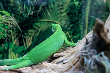 Large green lizard on a branch closeup