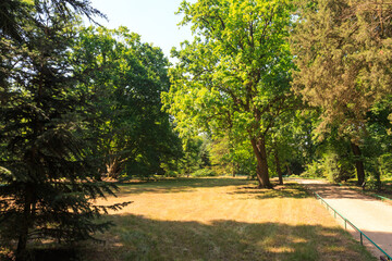 Fototapeta na wymiar Trees on the territory the dendrological garden of the unique Askania Nova reserve. Kherson region. Ukraine