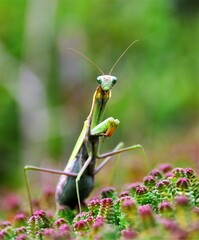 Mantodea insekt
