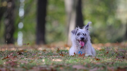 dog in the park © Marek Polak