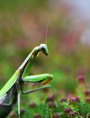 Mantodea insekt