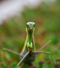 Mantodea insekt