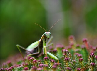 Mantodea insekt