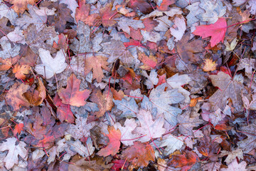 feuilles mortes, automne,  feuilles, mortes, chaussée, automnal, ville, chute, risque, glissant, glisse, danger, feuille, rouge,jaune, nature, brun, texture, couleur, plein cadre,feuilles tombées