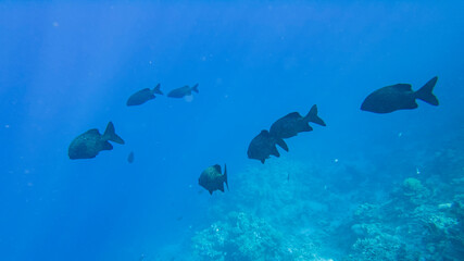 Monotaxis grandoculis. Karl's large fish in the red sea egypt