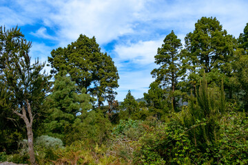 Teneriffa -  La Orotava eine Wanderung von La Caldera - Aguamansa nach Pinolere herrliche Gebirgs- und Felsformationen wie die Los Organos.
