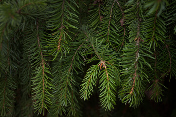 Christmas tree background