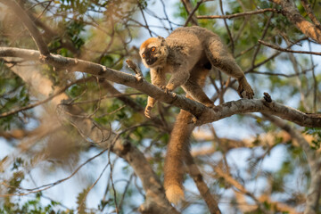 Red-fronted Lemur - Eulemur rufifrons, beautiful primate from Madagascar West Coast dry forests, Kirindi forest, Madagascar.