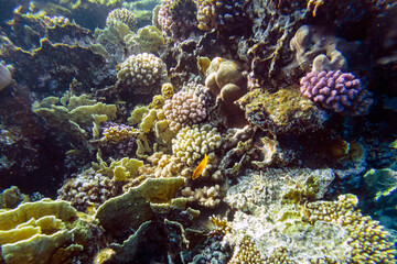 Fototapeta na wymiar Beautiful colorful coral reef in the red sea
