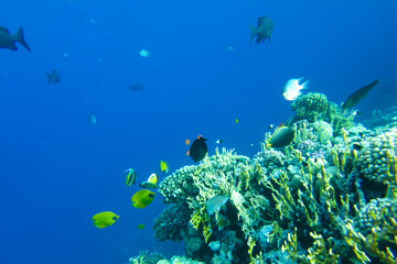 Beautiful colorful coral reef in the red sea