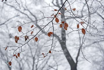 Closeup of frozen branch with leaves