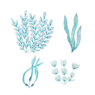Watercolor illustration of a set of marine flora. Hand painted underwater floral illustration with algae leaves and tropical coral isolated on white background. Print design poster fabric decoration.