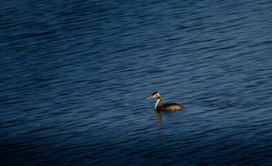 SOMORMUJO LAVANCO EN SU HABITAT NATURAL