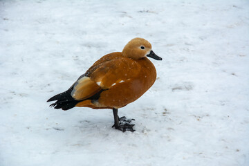The orange-brown ruddy shelduck (Tadorna ferruginea), also known as the Brahminy duck on a snow