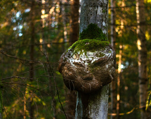 extraordinary tree trunk with a face