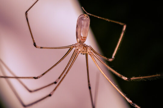 macro photo of a spider (Pholcus phalangioides), closeup of Pholcus phalangioides