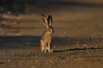 Wild jackrabbit sitting on a road in California © Mike H/Wirestock Creators