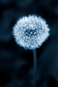 Close-up of dandelion flower