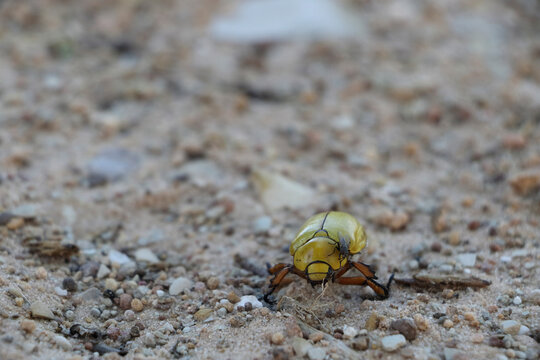 Close-up of housefly on beetle at field