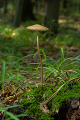 Edible mushroom Hymenopellis radicata or Xerula radicata on a mountain meadow. Known as deep root mushroom or rooting shank. Wild mushroom growing in the grass