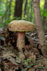 Fungus of Xerocomus subtomentosus covered with fallen leaves. Mushrooms and wild plants