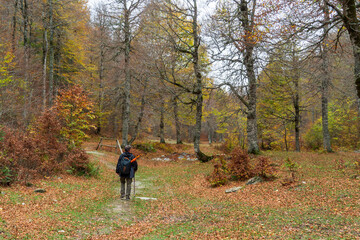 Gorgeous autumn beech forest in Gamueta forest, Aragonese pyrenees, Huesca province, Spain