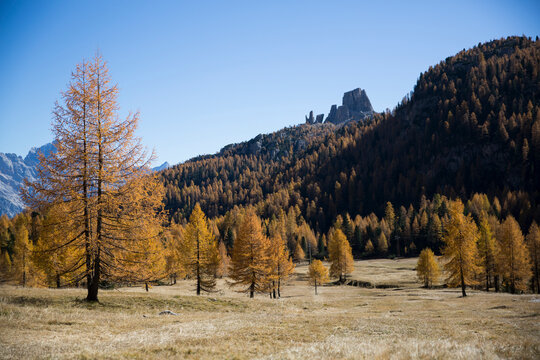 Scenic view of trees growing on mountains against clear sky