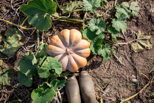 Overhead view of pair of rubber boot by pumpkin on field