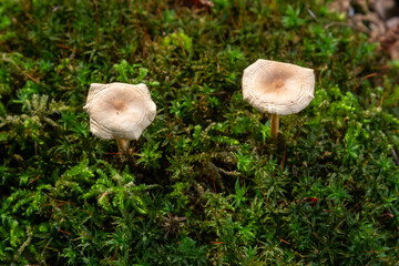 Oak-loving Collybia Gymnopus dryophilus, Untergroningen, Abtsgmuend ea background of green moss