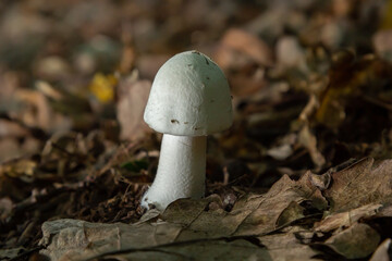 White deadly poisonous fungi Amanita virosa also known as destroying angel. Young egg-shaped fruiting bodies showing conical caps, veil around stem. Mushroom in peat moss ground
