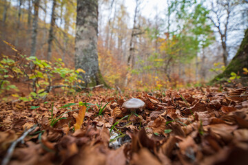 Gorgeous autumn beech forest in Gamueta forest, Aragonese pyrenees, Huesca province, Spain