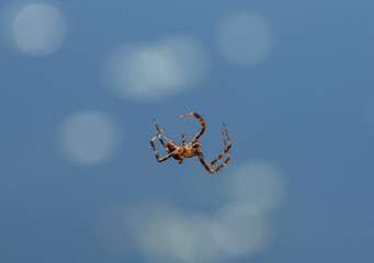 Kleine Spinne, die auf ihrer Spinnseide vor unscharfem See-Hintergrund mit einigen Sonnenreflektionen hängt
