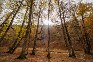 Gorgeous autumn beech forest in Gamueta forest, Aragonese pyrenees, Huesca province, Spain