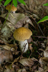 Edible mushroom Leccinum pseudoscabrum in deciduous forest. Known as Hazel Bolete. Wild mushroom growing in the leaves