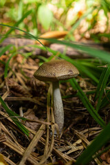 Leccinellum pseudoscabrum mushrooms in the summer. Mushrooms growing in the forest